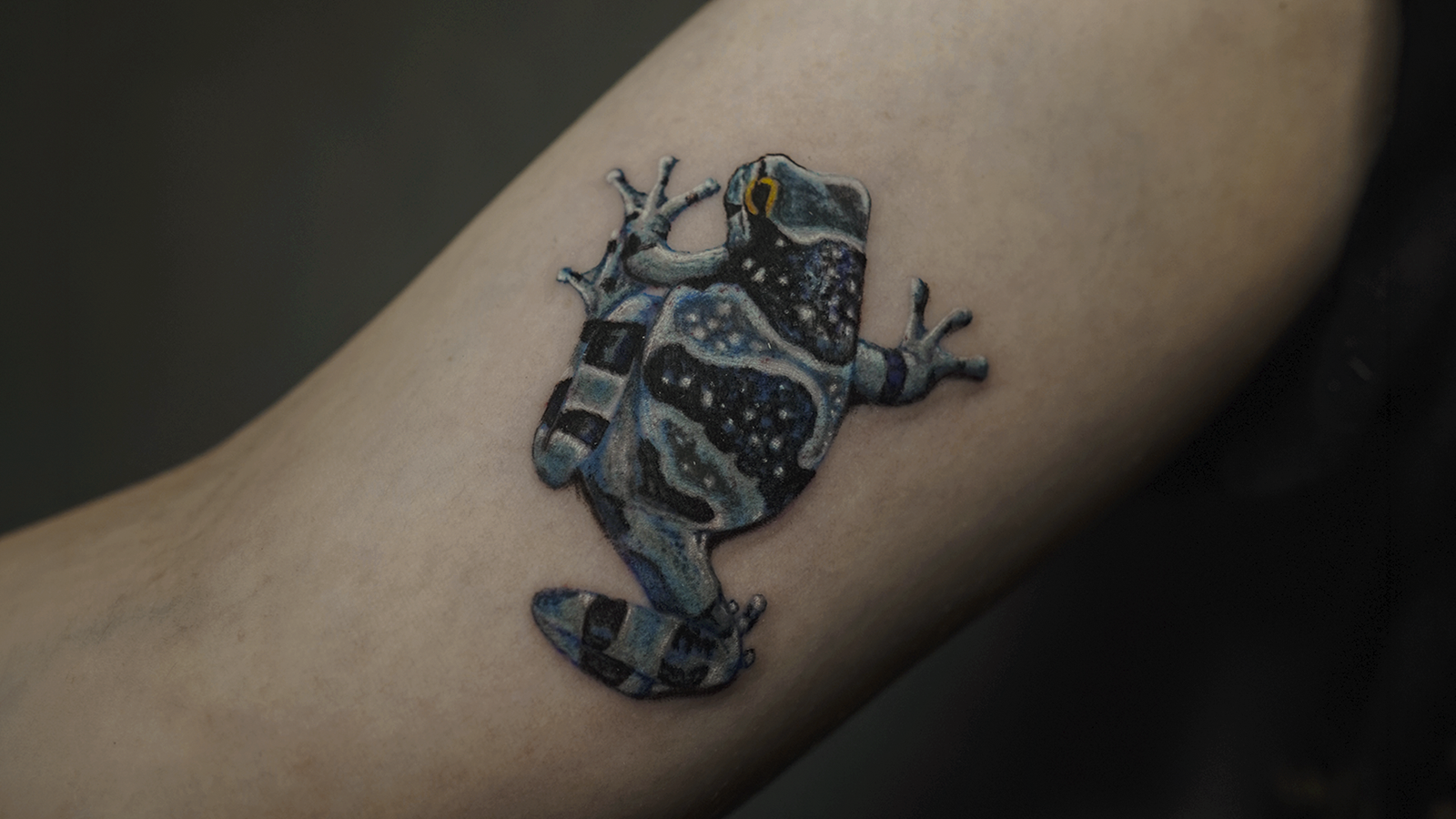 Realistic blue poison dart frog tattoo with vibrant blue and black details, tattooed at Noir Tattoo Cusco, Peru.