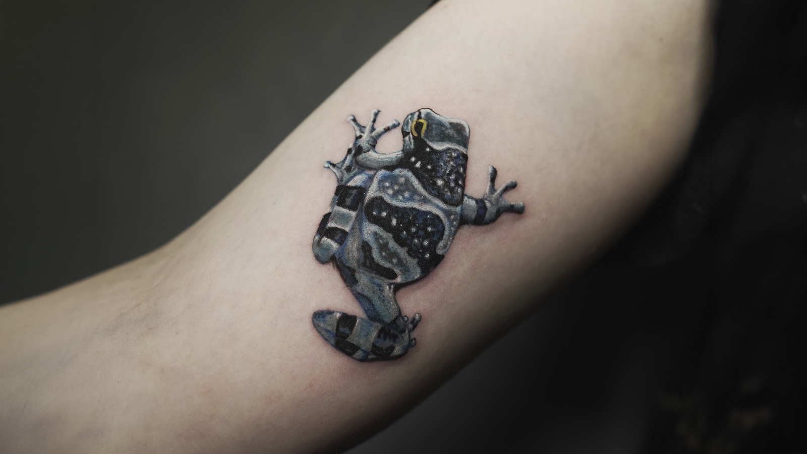 Micro realism blue poison dart frog tattoo featuring realistic colors and intricate details, created at Noir Tattoo Cusco, Peru.